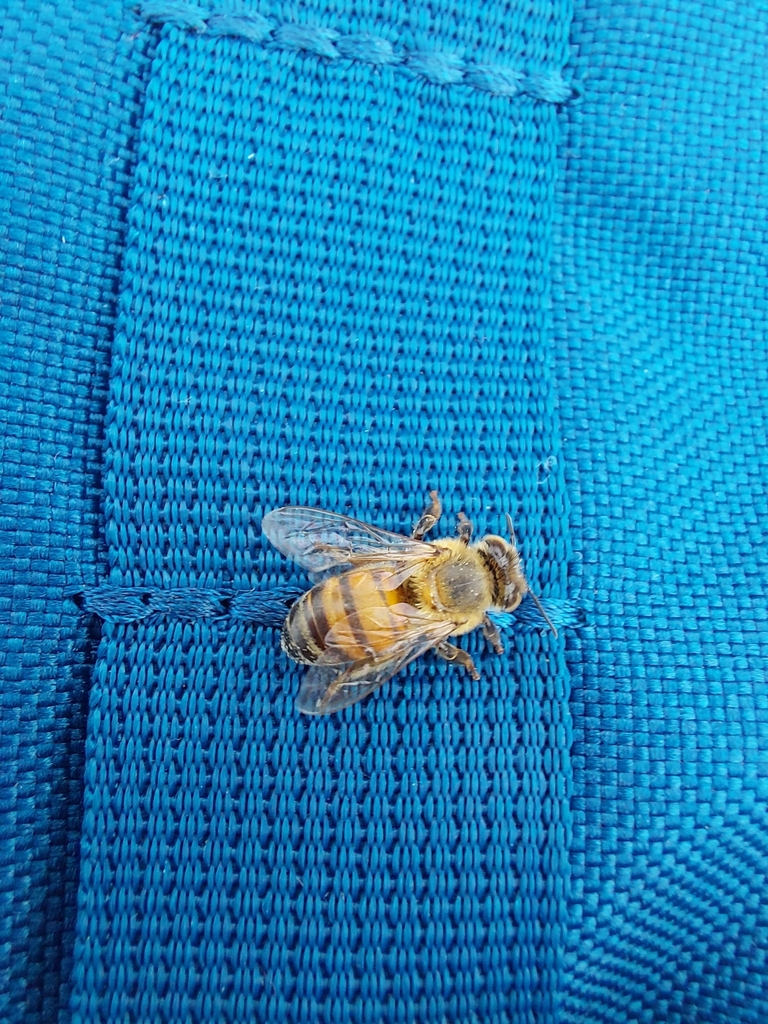 Western Honey Bee from 19 St de Habitações Individuais Norte QL 7