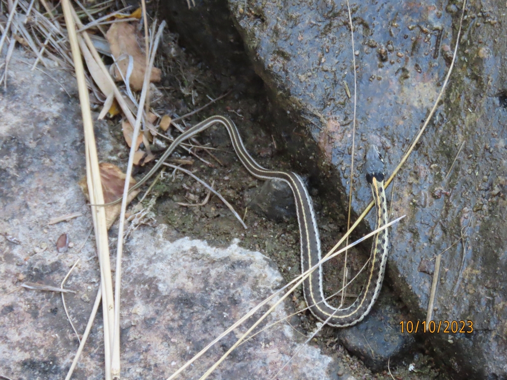 Black Necked Garter Snake From Patagonia Az Usa On October