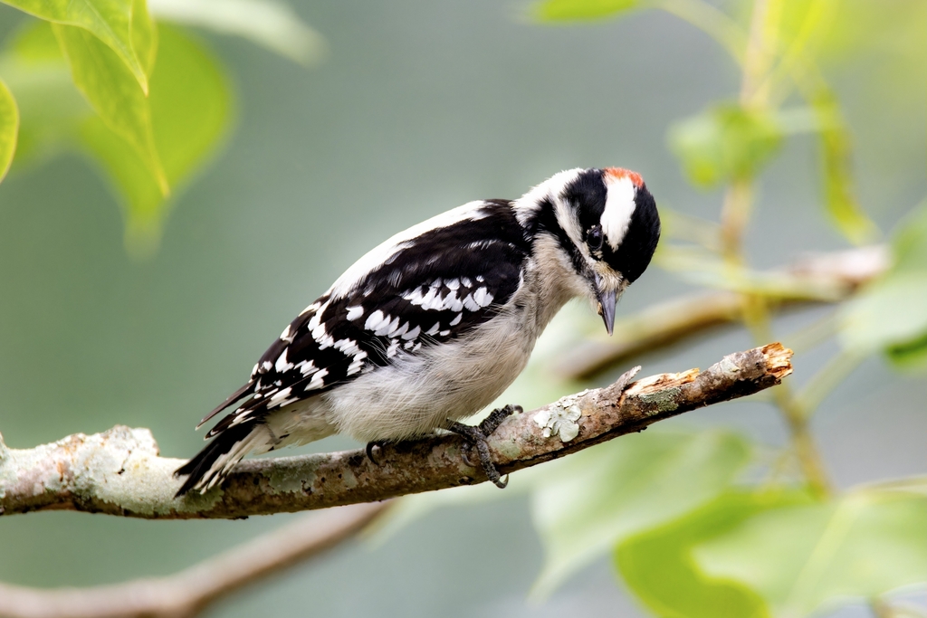 Downy Woodpecker From Audubon Park New Orleans LA USA On November 24