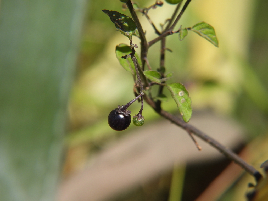 American Black Nightshade From Cerro De La Estrella Parque Nacional