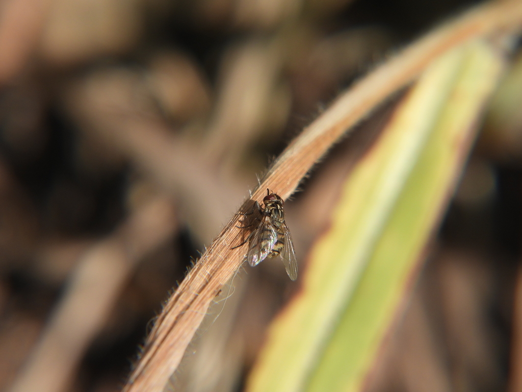 Stable Fly From Cerro De La Estrella Parque Nacional Cerro De La