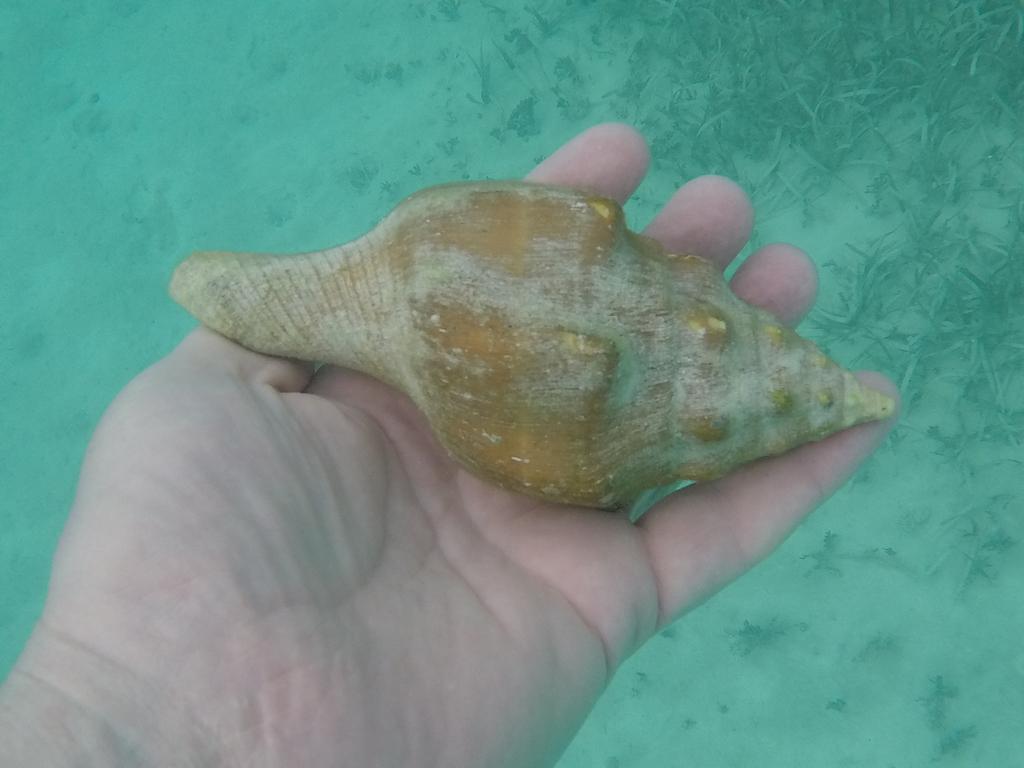 West Indian Chank Shell from Morón CU CA CU on March 17 2019 at 03