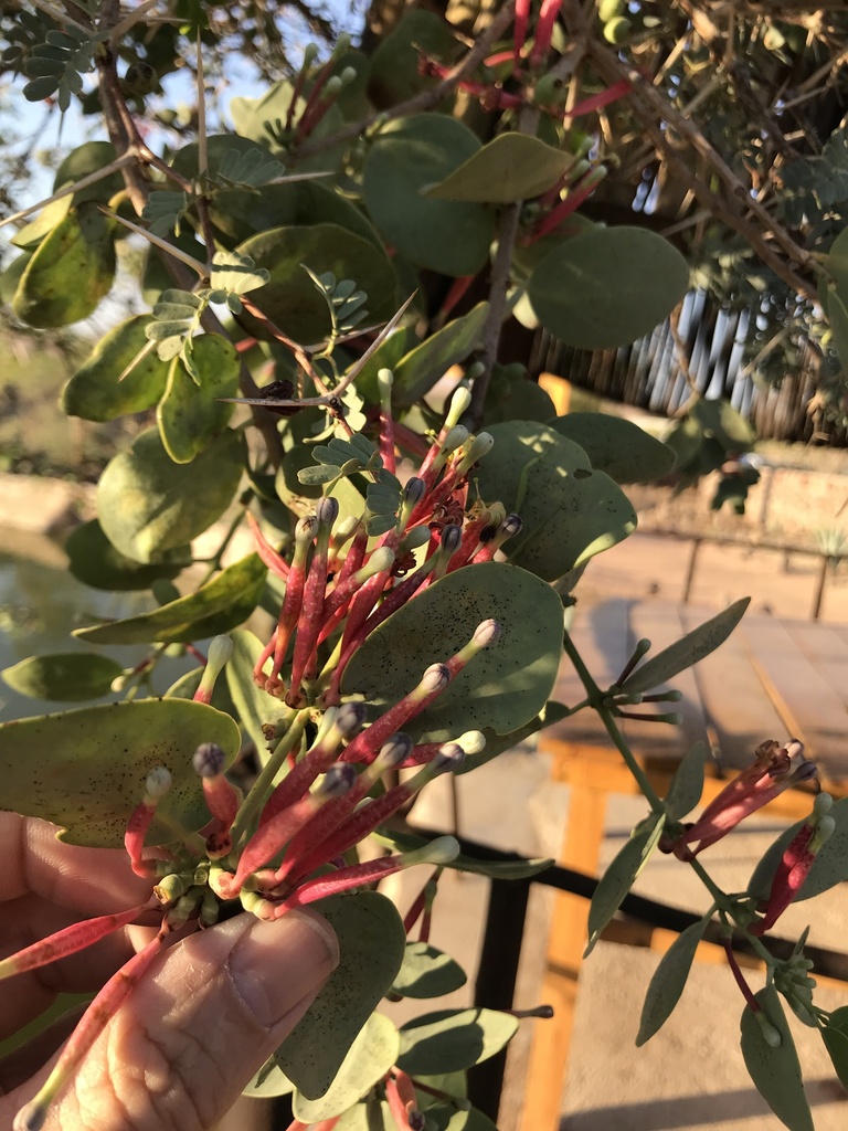 Sandalwoods Mistletoes And Allies From Erongo NA On November 29