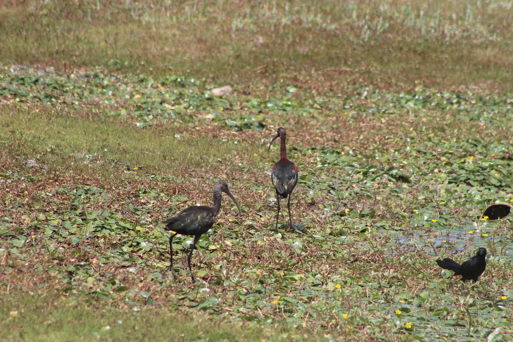 White Faced Ibis In May By Horacio V Barcenas Inaturalist