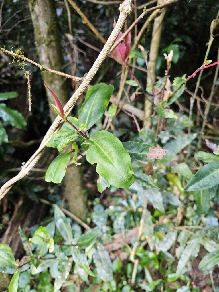 Red Muttonwood From Border Ranges Nsw Australia On November