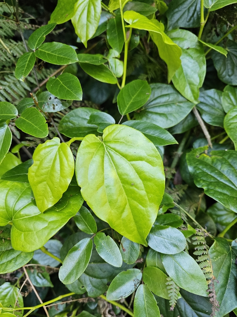 Australian Pepper Vine From Border Ranges Nsw Australia On