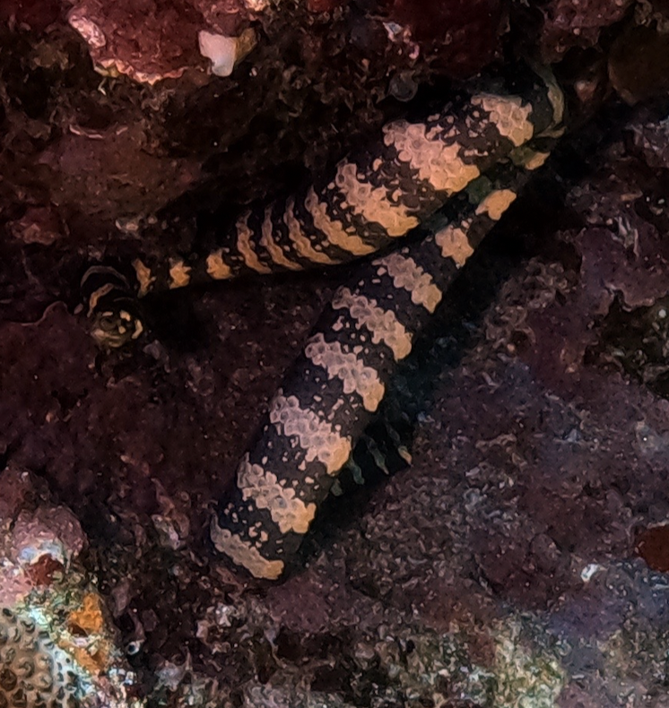 Ijima S Sea Snake From Green Island Lvdao Township Taitung County