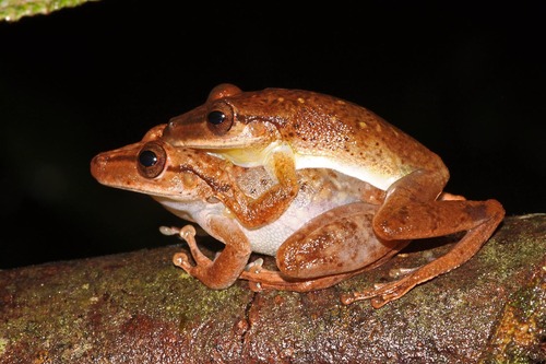 Medium