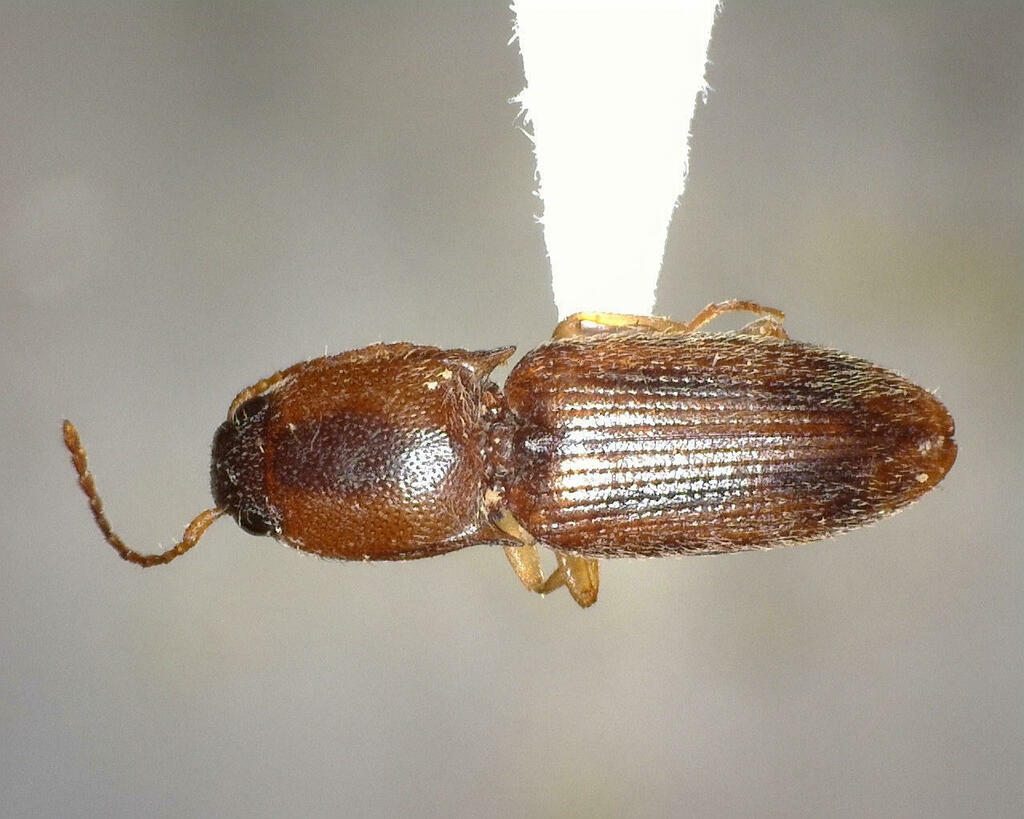 Click Beetles From Kimble County TX USA On June 13 2023 At 02 32 PM