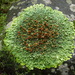 Kidney Lichens - Photo (c) David Lyttle, all rights reserved, uploaded by David Lyttle