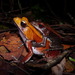 Bicolored Frog - Photo (c) benjamin, all rights reserved, uploaded by Benjamin Tapley