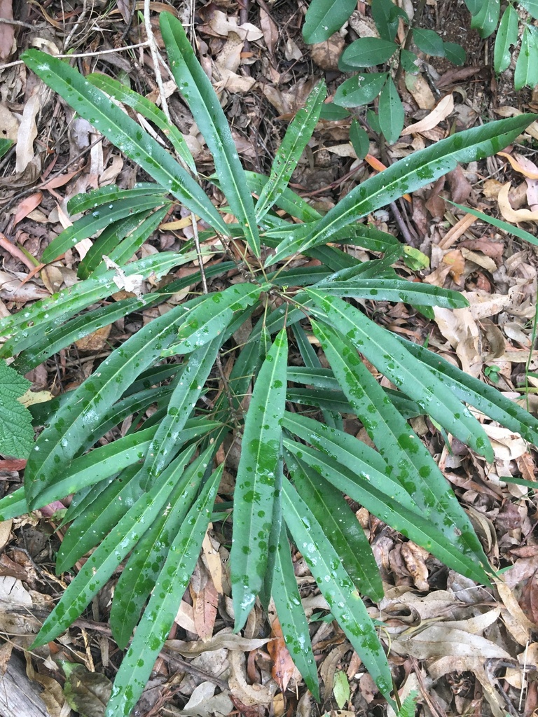 White Quandong From Bellthorpe Caboolture Hinterland Au Ql Au On