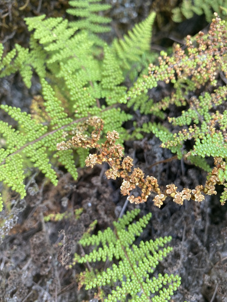 Myriopteris Myriophylla From Parque Nacional El Chico Pachuca De Soto