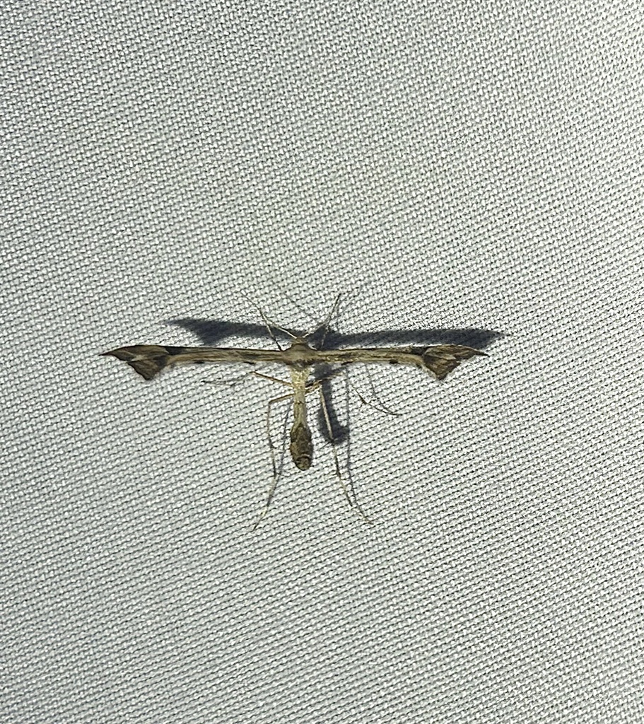 Artichoke Plume Moth From Buena Vista Way Berkeley Ca Us On December