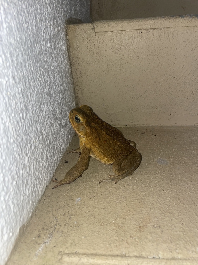 Cane Toad From Guam Tamuning Guam Us On December At Pm