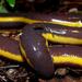 Koh Tao Caecilian - Photo (c) benjamin, all rights reserved, uploaded by Benjamin Tapley