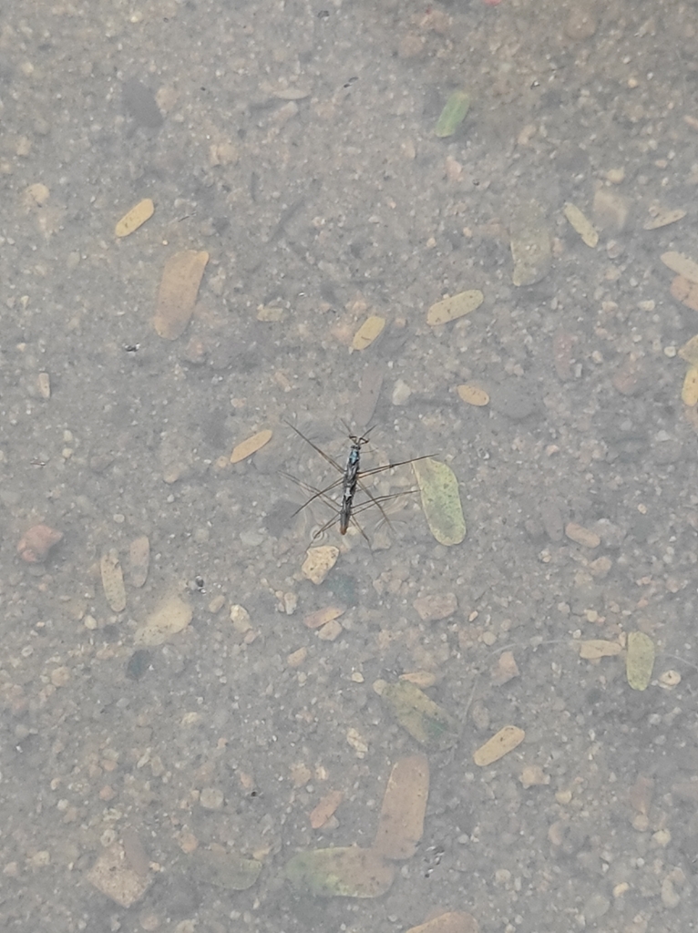 Striped Pond Skaters From Nageswara Rao Park On November At