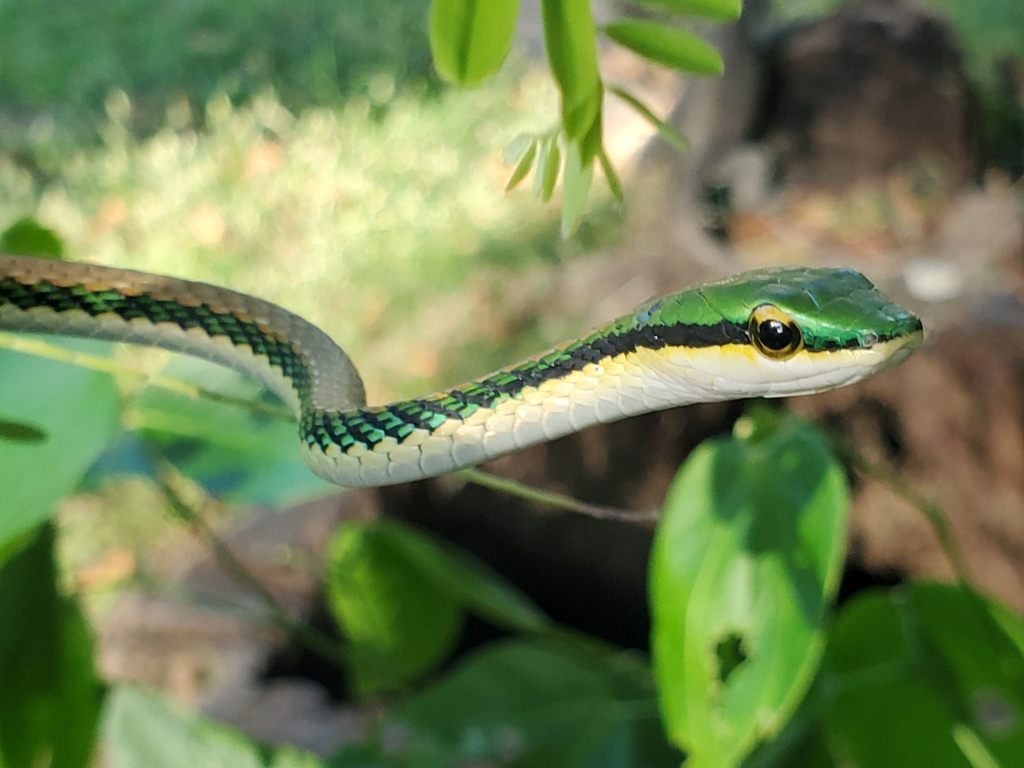 Mexican Parrot Snake From 9MM8 978 Parque Nacional Palo Verde