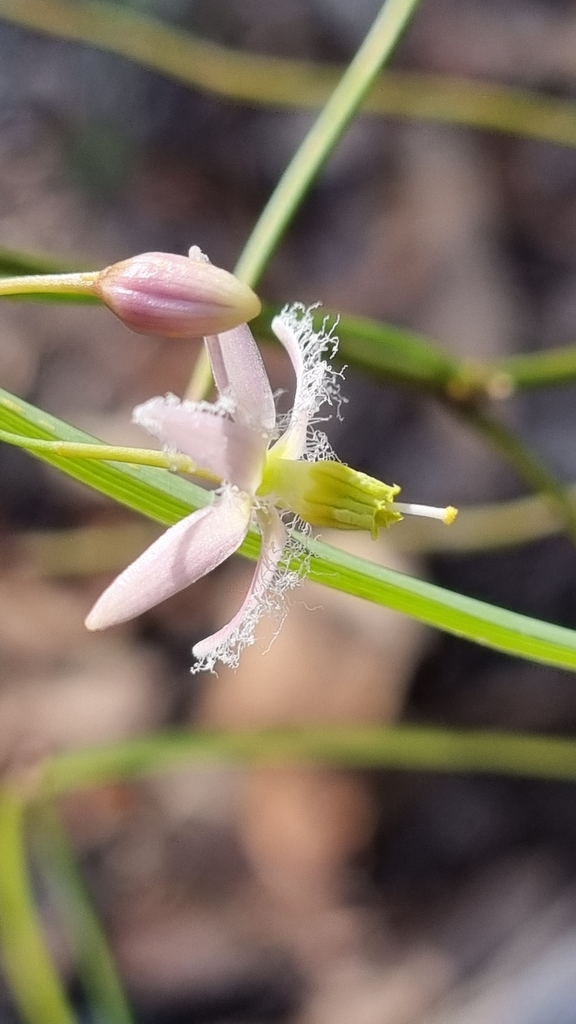 Wombat Berry From Ferny Hills Qld Australia On December