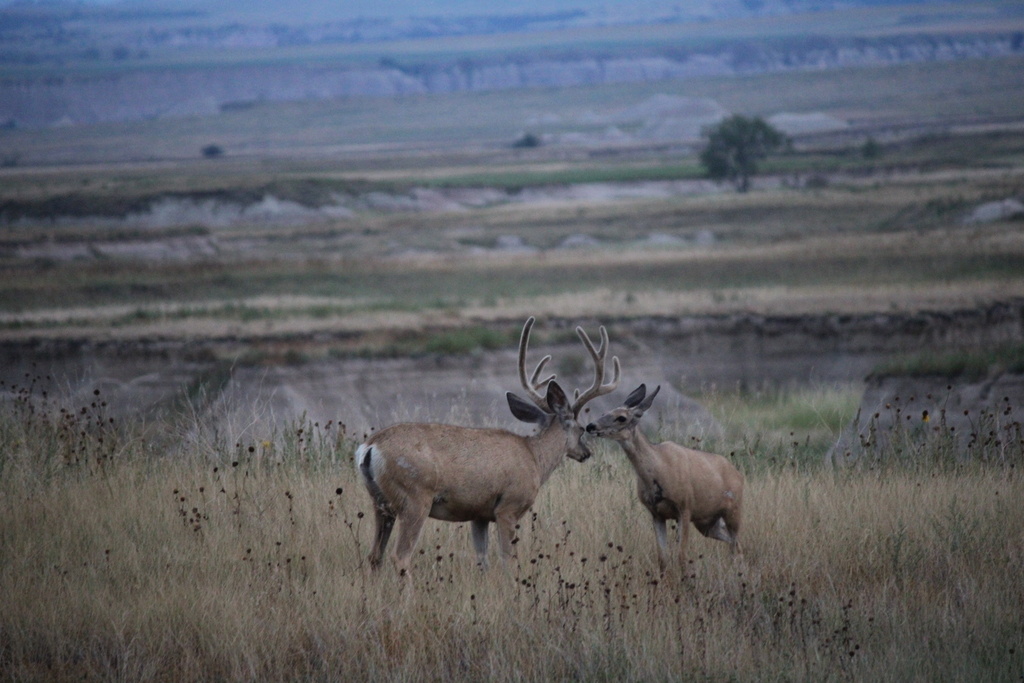 Mule Deer From Theodore Roosevelt National Park North Unit Arnegard