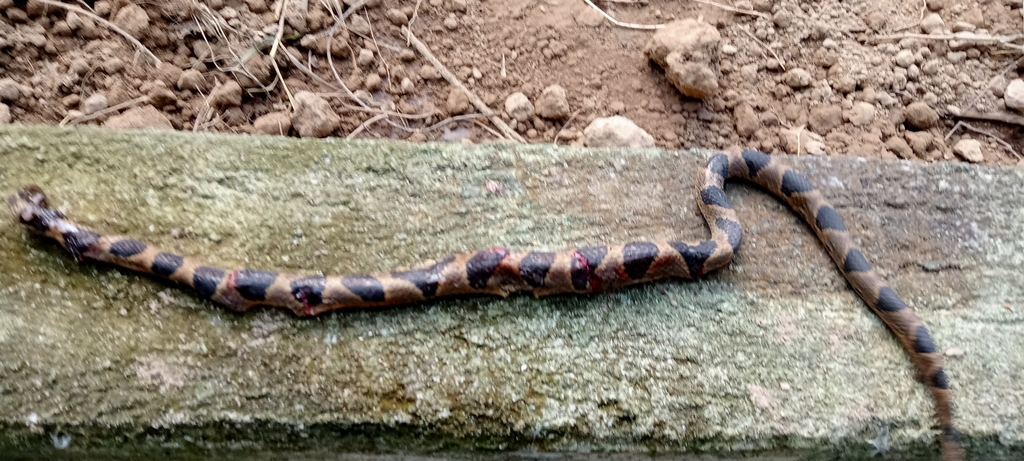 Southwestern Cat Eyed Snake From Sin M Xico On December