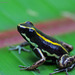 Striped Poison Dart Frog - Photo (c) J.P. Lawrence, all rights reserved, uploaded by J.P. Lawrence
