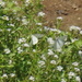 Square