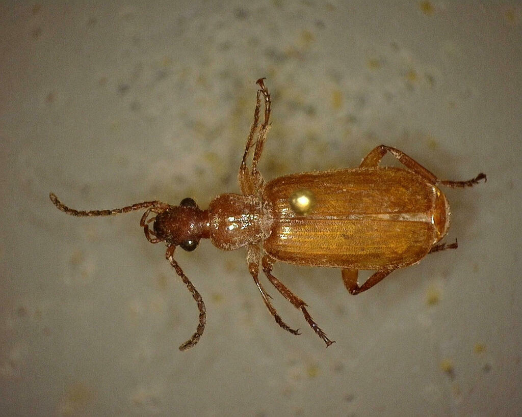 Flat Horned Ground Beetles From Kimble County TX USA On July 13 2023