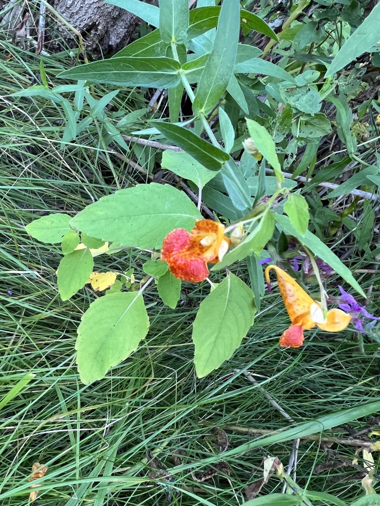 Common Jewelweed From Crosswinds Marsh New Boston Mi Us On August