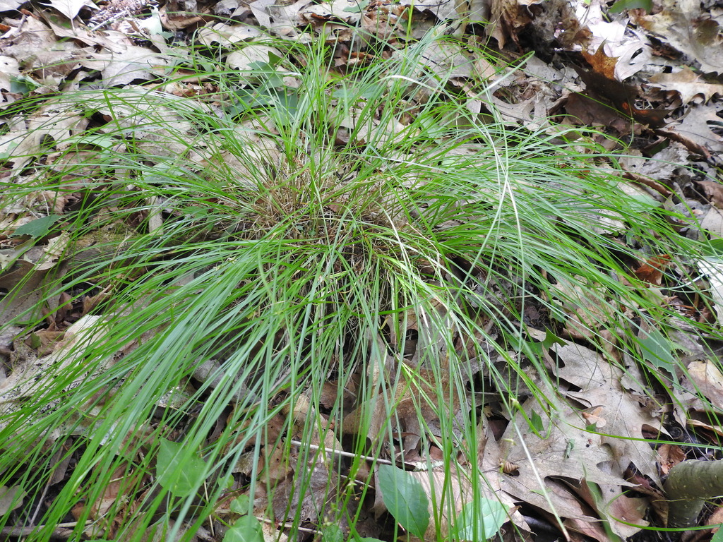 Carex Sect Phaestoglochin From Simcoe County On Canada On June