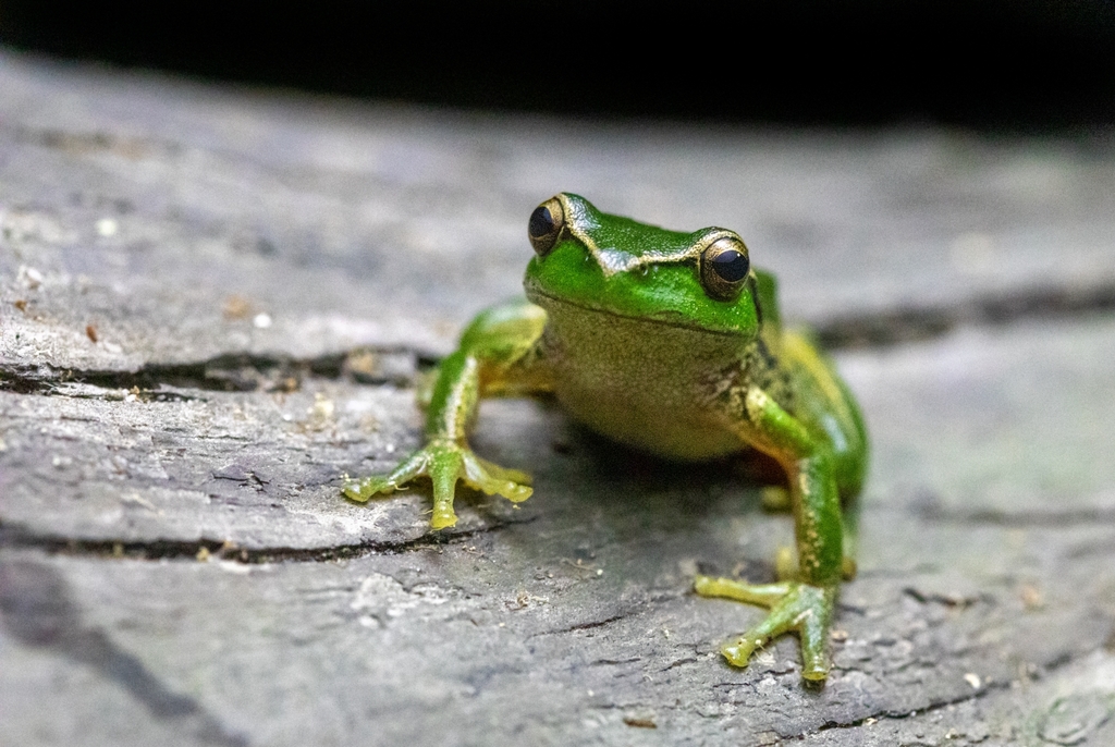 Southern Leaf Green Tree Frog From Cabbage Tree Creek Vic