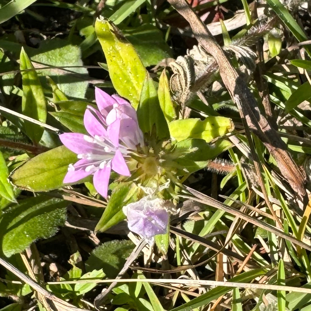 Largeflower Mexican Clover From Apoxee Trail West Palm Beach FL US