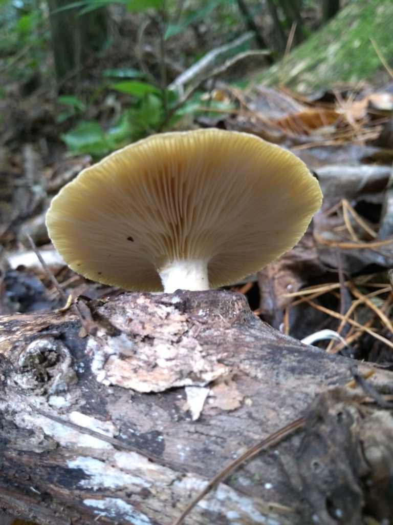 Common Gilled Mushrooms And Allies From Wellington Botanic Garden Ki