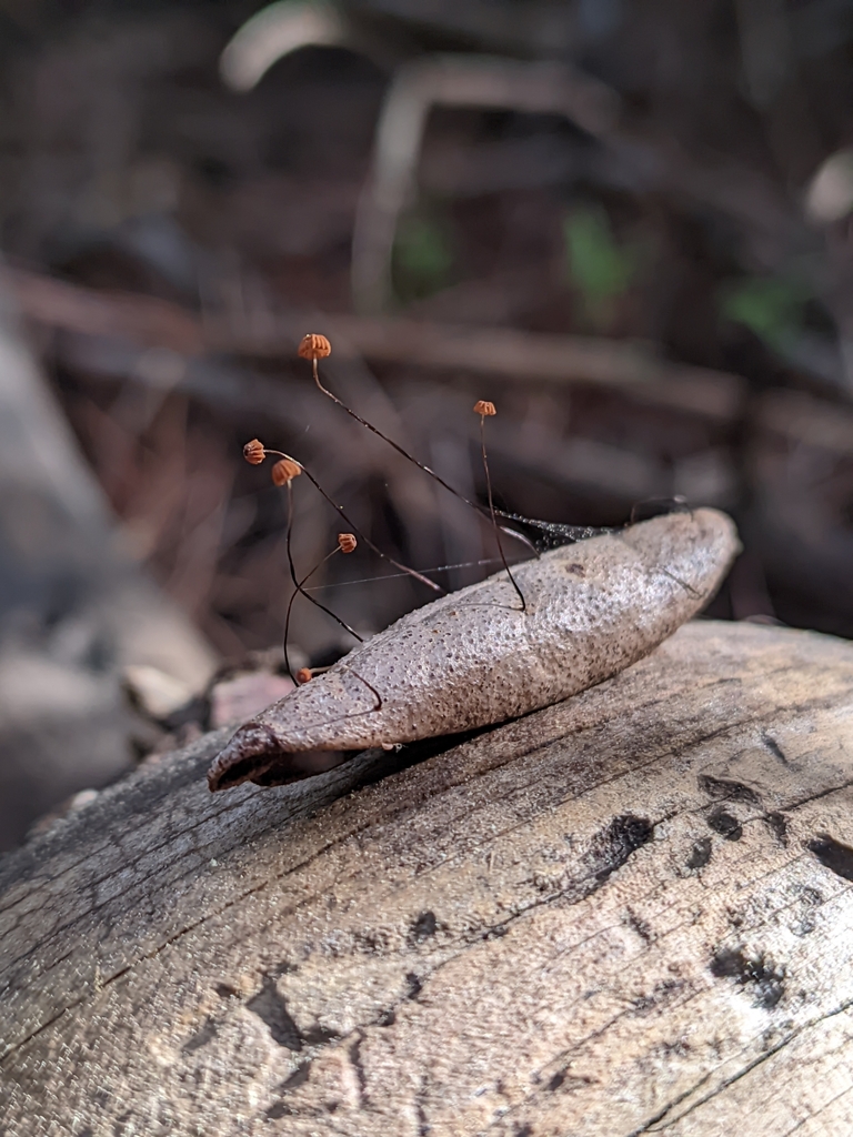 Marasmius bulliardii from San Antonio Valparaíso Chile on July 26