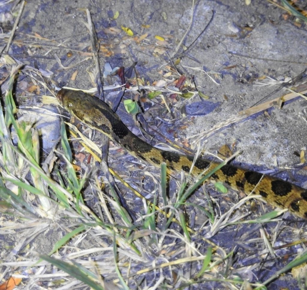 Rhombic Cat Eyed Snake From Mm Parque Nacional Palo Verde