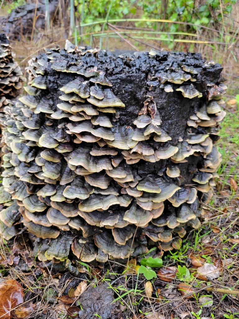 Mushrooms Bracket Fungi Puffballs And Allies From Ventura Ca