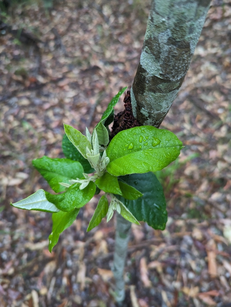 Dicots From Mount Mellum QLD 4550 Australia On December 21 2023 At 05