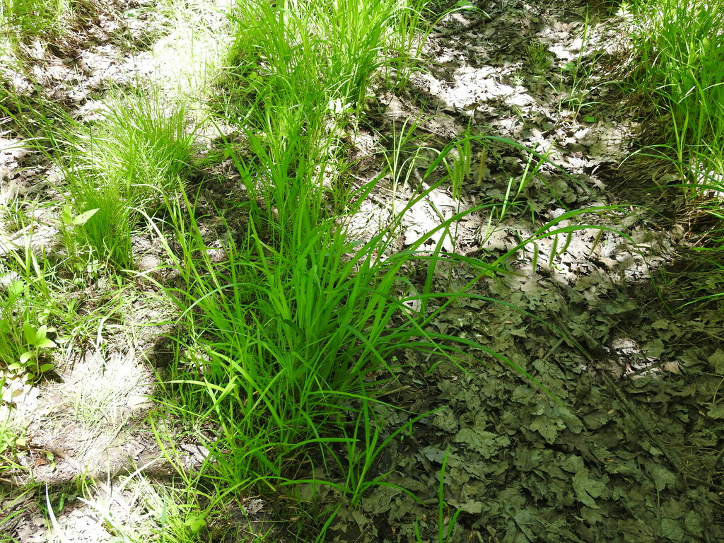 Carex Sect Phacocystis From Simcoe County On Canada On May