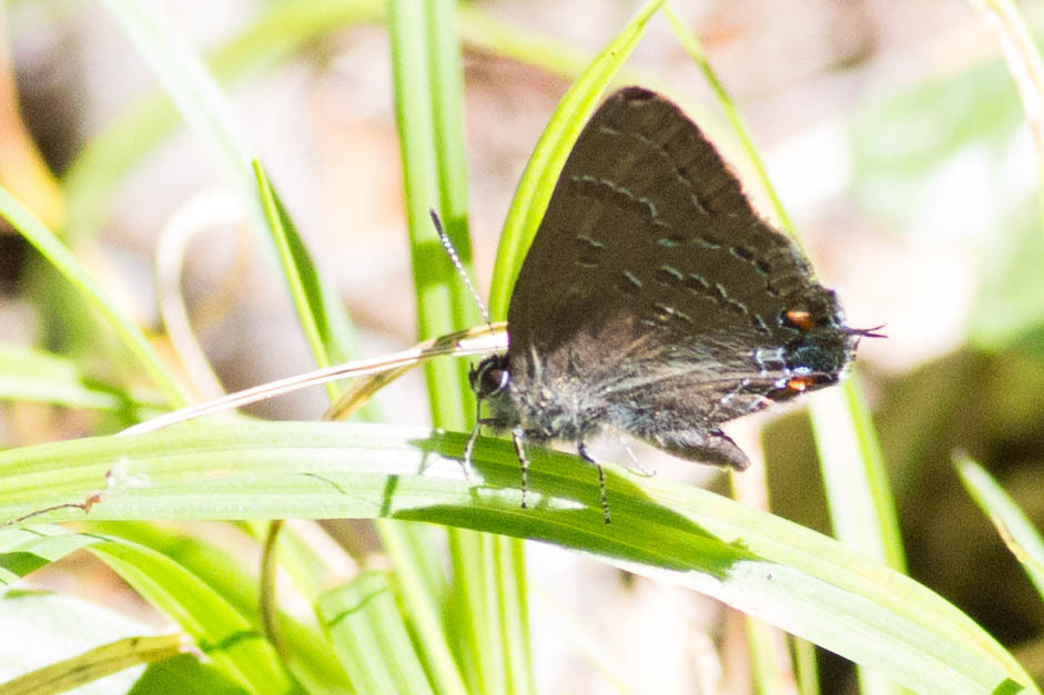 Banded Hairstreak From Fahnestock State Park Campground Clarence