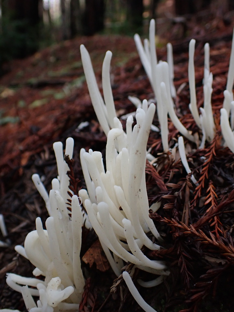 Fairy Fingers From San Mateo County CA USA On December 24 2023 At 10