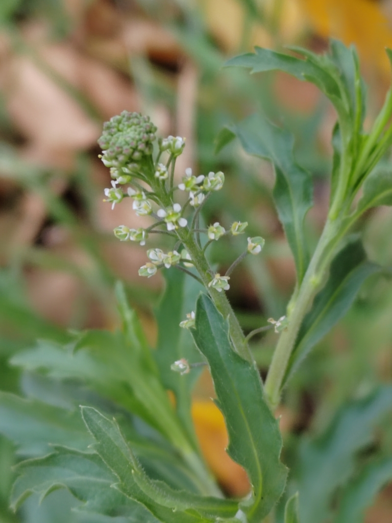 Virginia Pepperweed From Jardines De San Manuel Heroica Puebla De