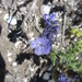 Many-flowered Phacelia - Photo (c) ehavstad, all rights reserved