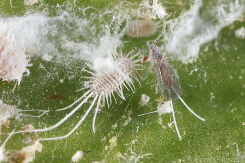 Piojos harinosos Género Pseudococcus iNaturalist Mexico