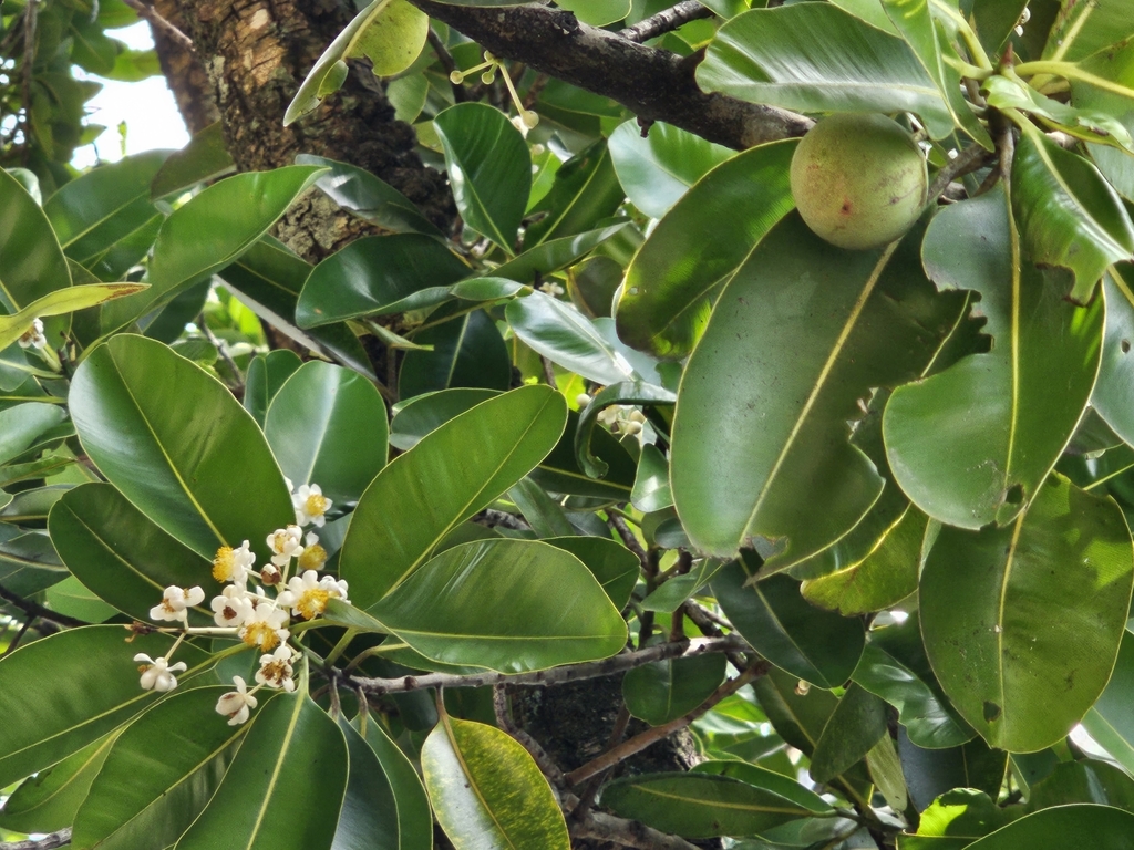 Flowering Plants From Cairns North Qld Australia On December