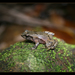 Liem's Tinker Frog - Photo (c) Clay Simpkins, all rights reserved, uploaded by Clay Simpkins