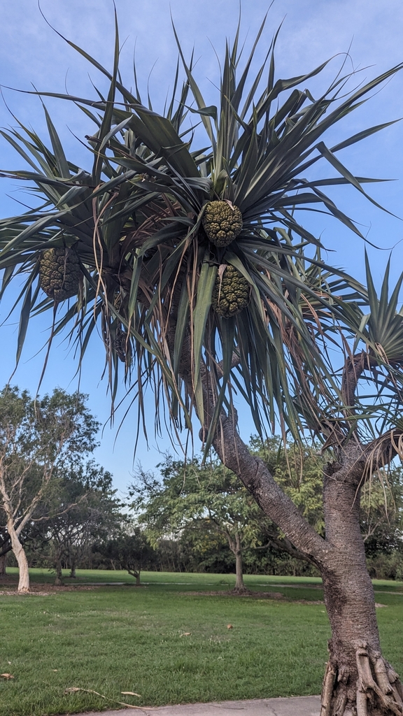 Thatch Screwpine From East Mackay Qld Australia On December