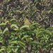 Square