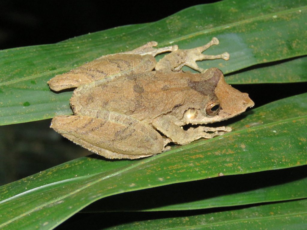 Caracas Snouted Tree Frog From Reserva Mana Dulce Kilometro 4 Agua De