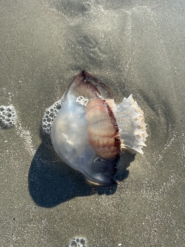 Cannonball Jelly From Sullivans Island Sullivans Island Sc Us On