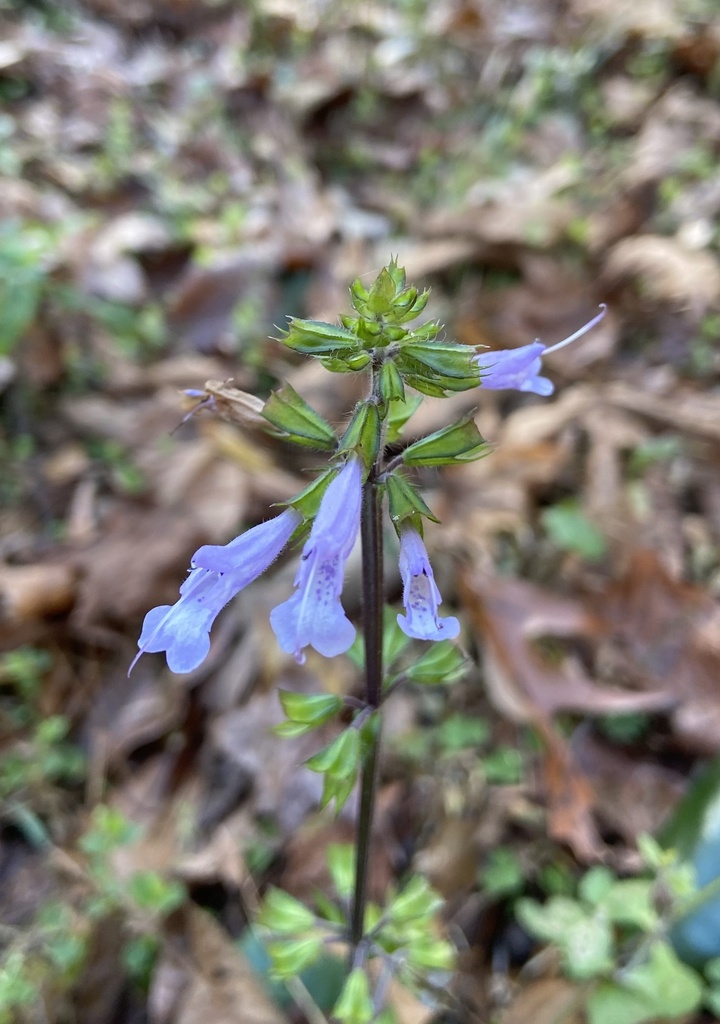 Lyreleaf Sage From Avondale Ct Tallahassee Fl Us On December